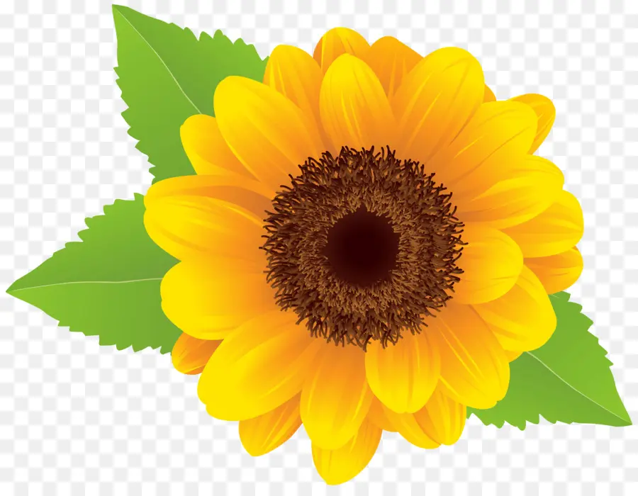 กราฟิงานศิลปะ，เหมือนกัน Sunflower PNG