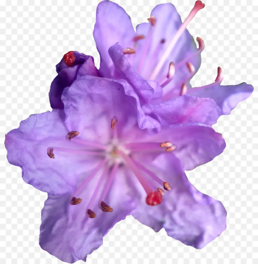 สีม่วง，ดอกไม้ PNG