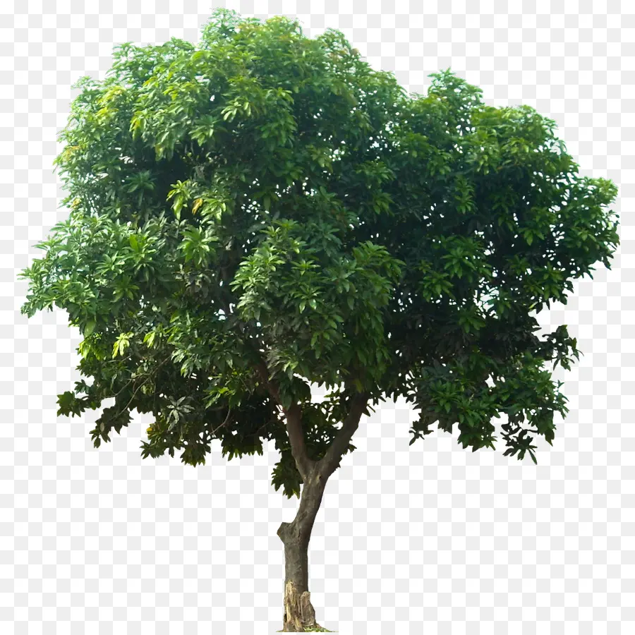 ลำยา，ต้นไม้ PNG