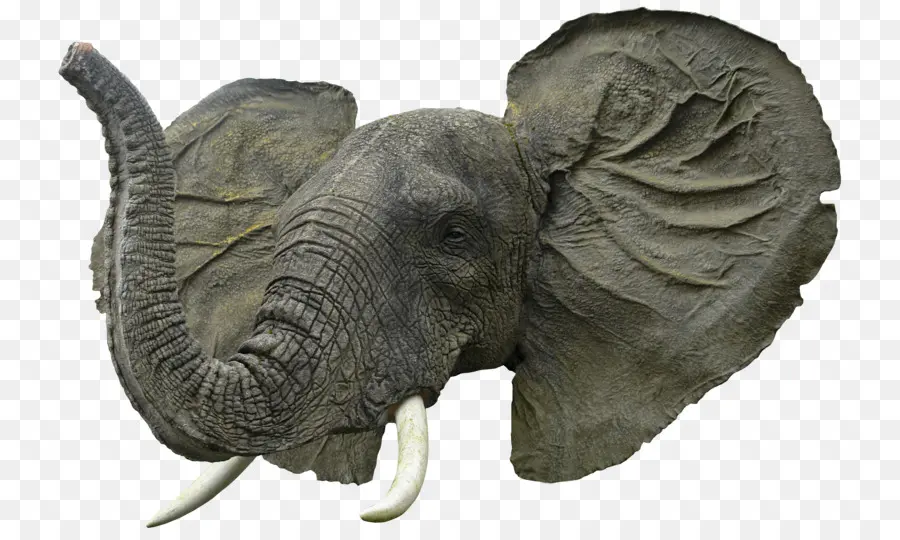 แอฟริกันช้าง，ช้าง PNG