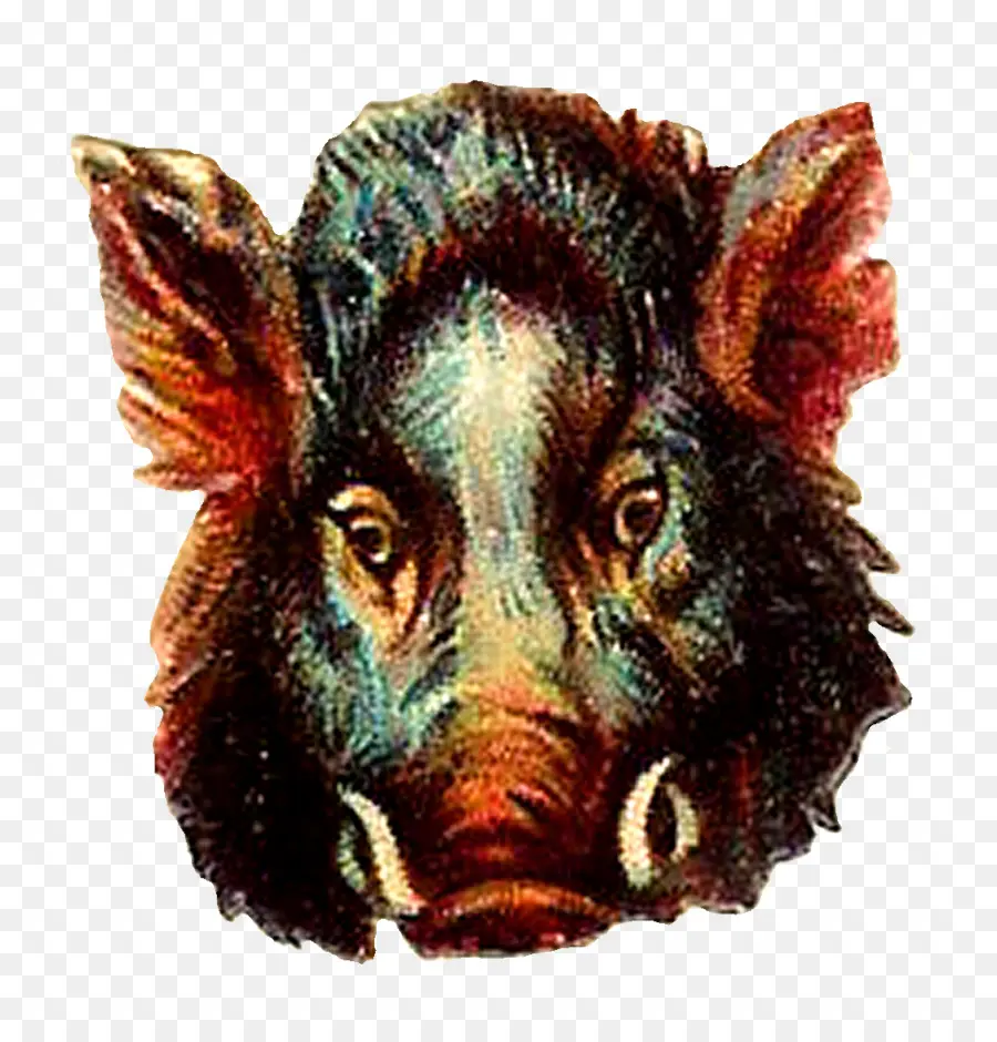 หัวหมูป่า，ภาพประกอบ PNG