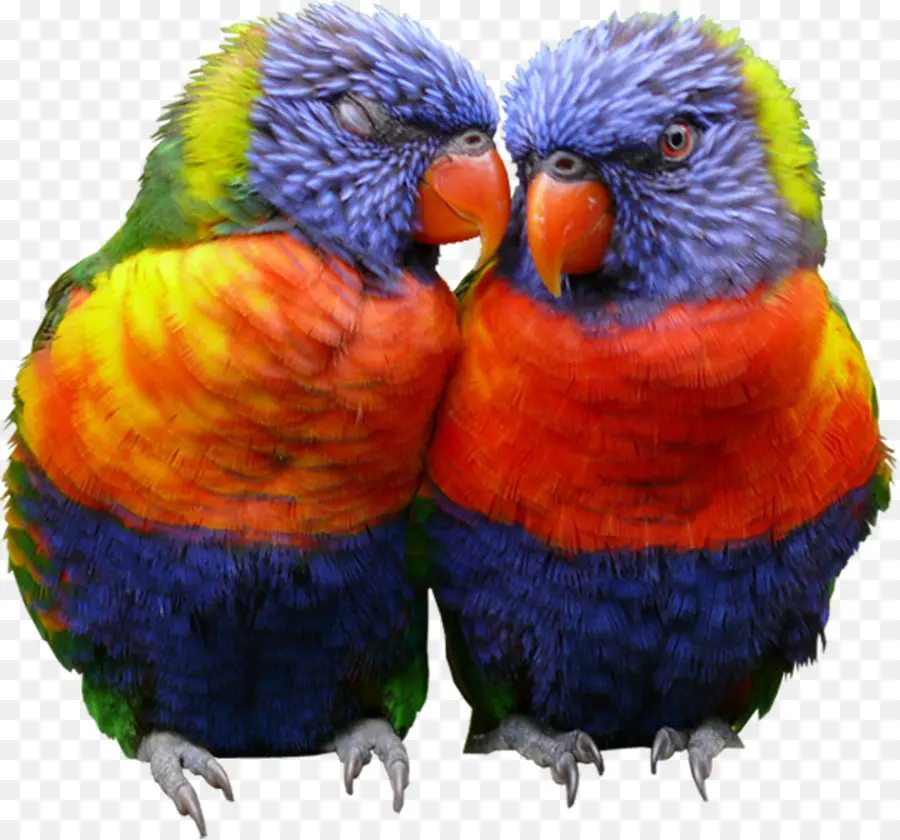 Rainbow Lorikeets，นก PNG