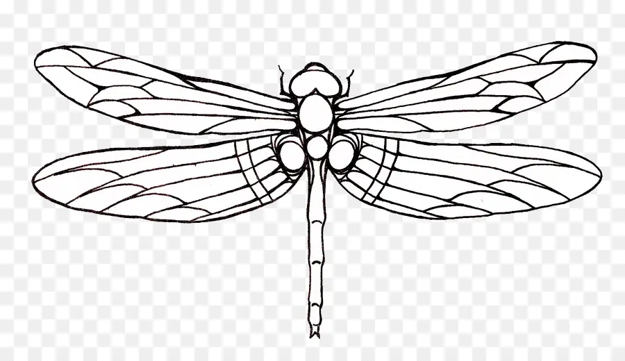 เค้าโครง Dragonfly，ปีก PNG