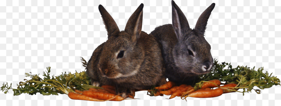 กระต่าย，Myxomatosis PNG