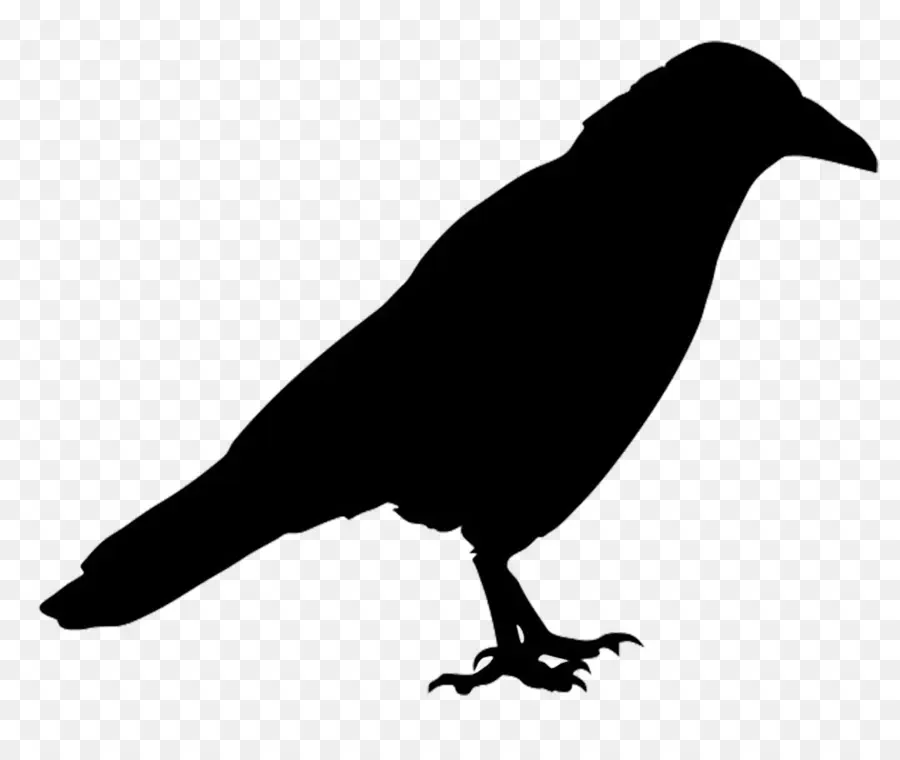 นก，Raven ทั่วไป PNG