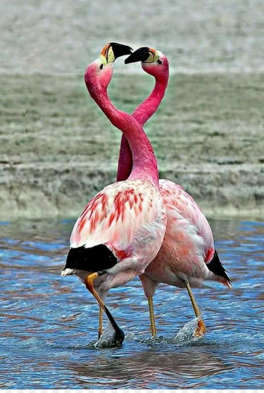 ทะเลสาบ Nakuru，พลาสติก Flamingo PNG