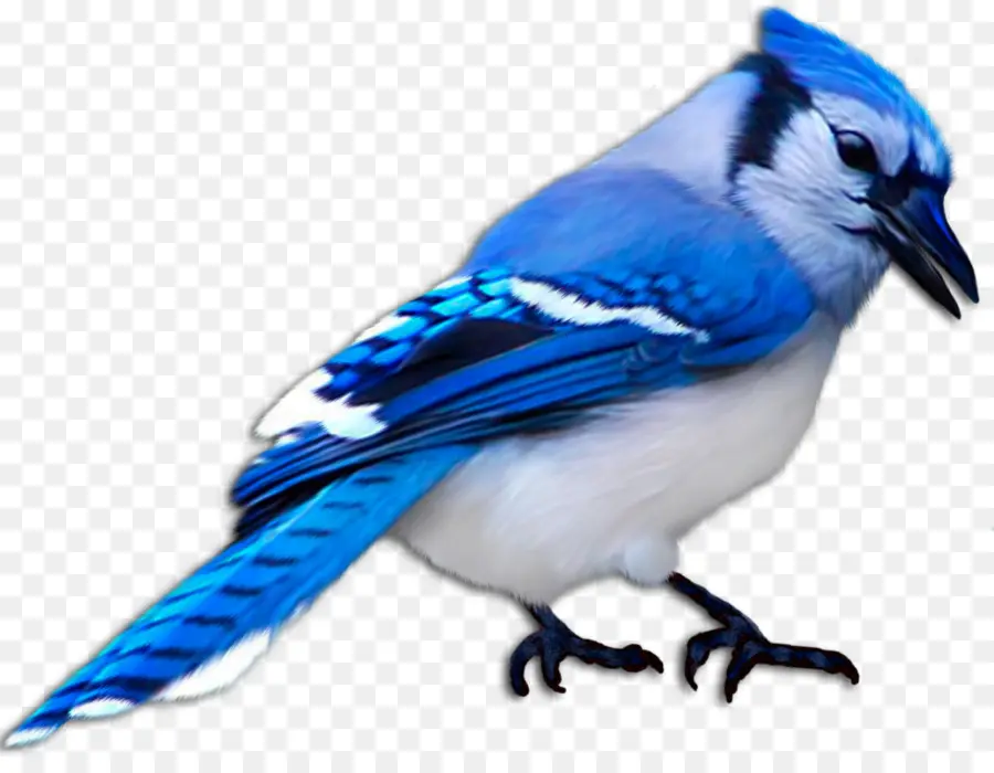 Blue Jay，ขนนก PNG