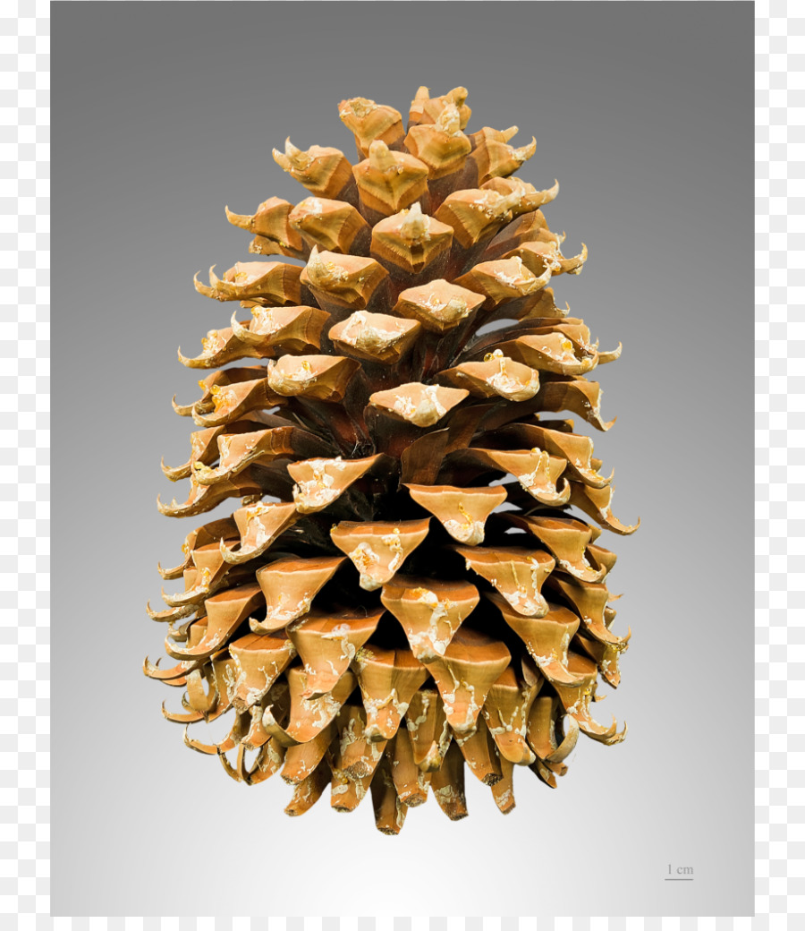 Coulter Pine，Pinus Contorta PNG