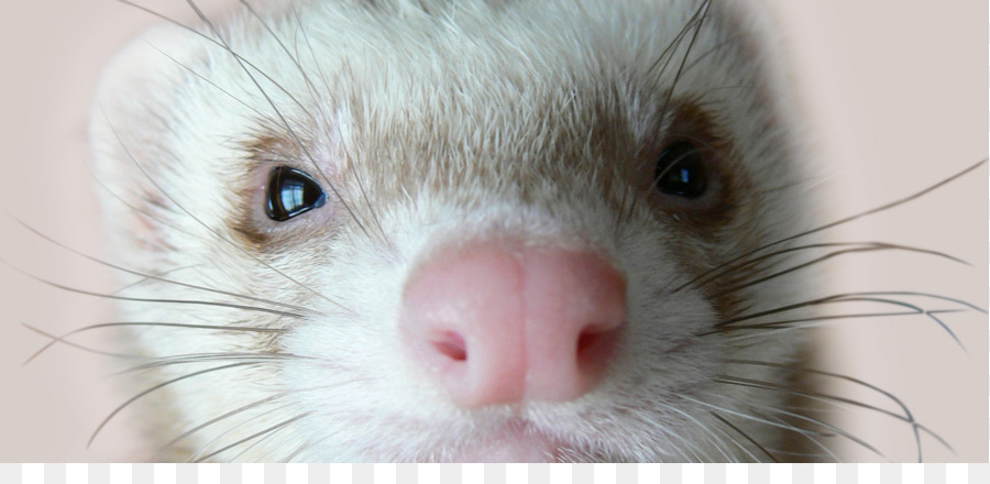 Ferret Face，ระยะใกล้ PNG