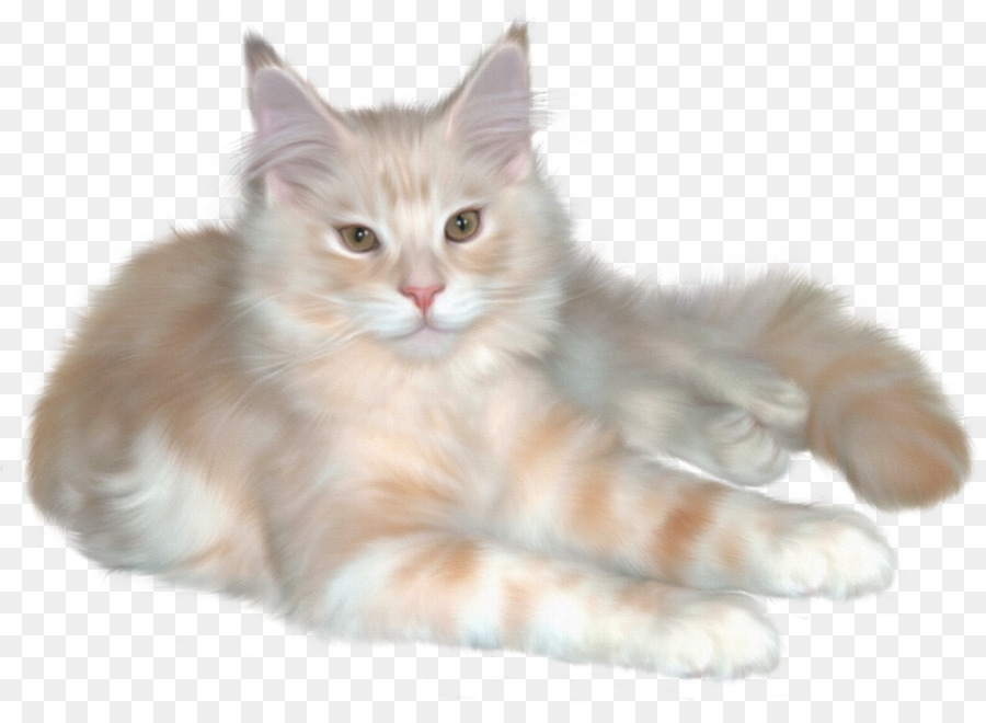 Persian แมว，ลูกแมว PNG