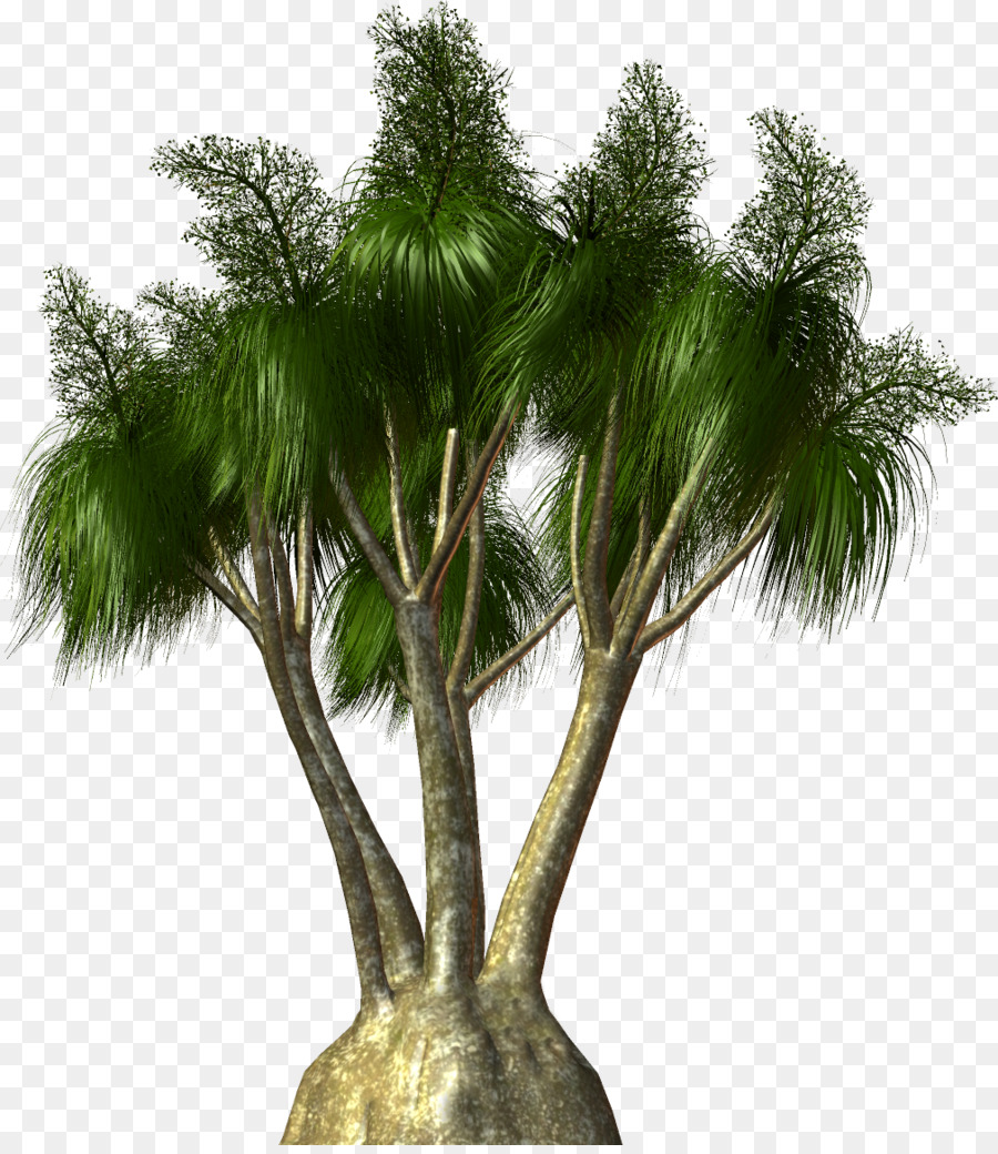 ปาล์ม，ต้นไม้ PNG