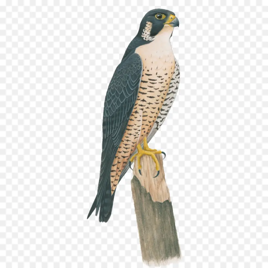 Peregrine Falcon，นกล่าเหยื่อ PNG