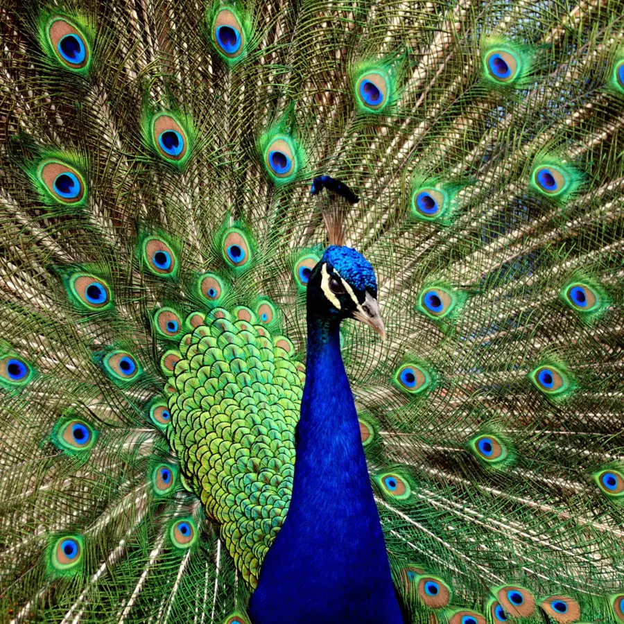 Peafowl，Highdefinition วิดีโอ PNG
