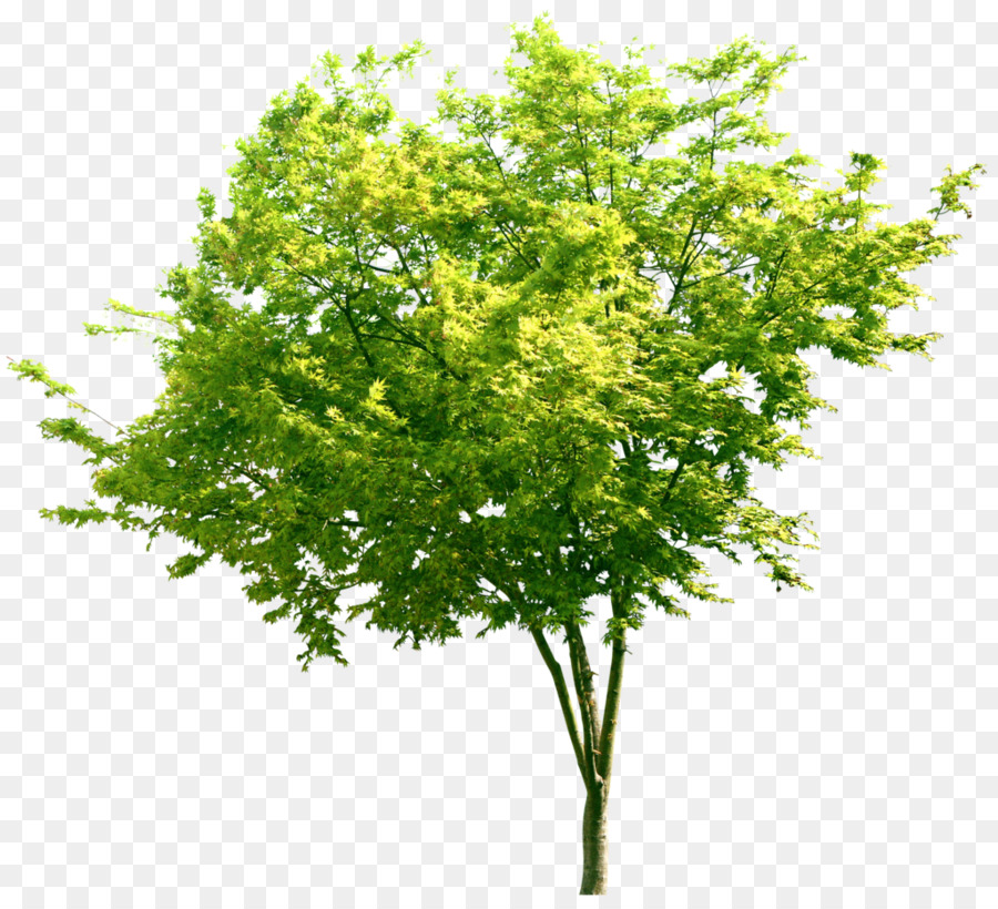 ต้นไม้，ใบไม้ติด PNG