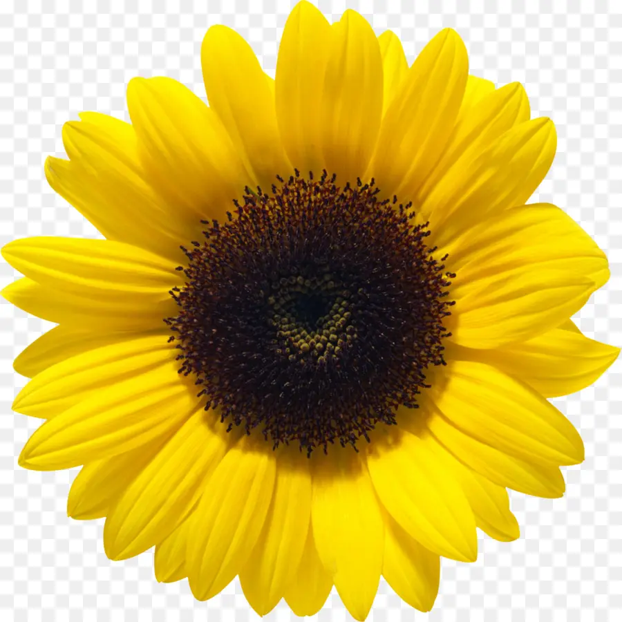 เหมือนกัน Sunflower，Sunflower เมล็ดพันธ์ PNG