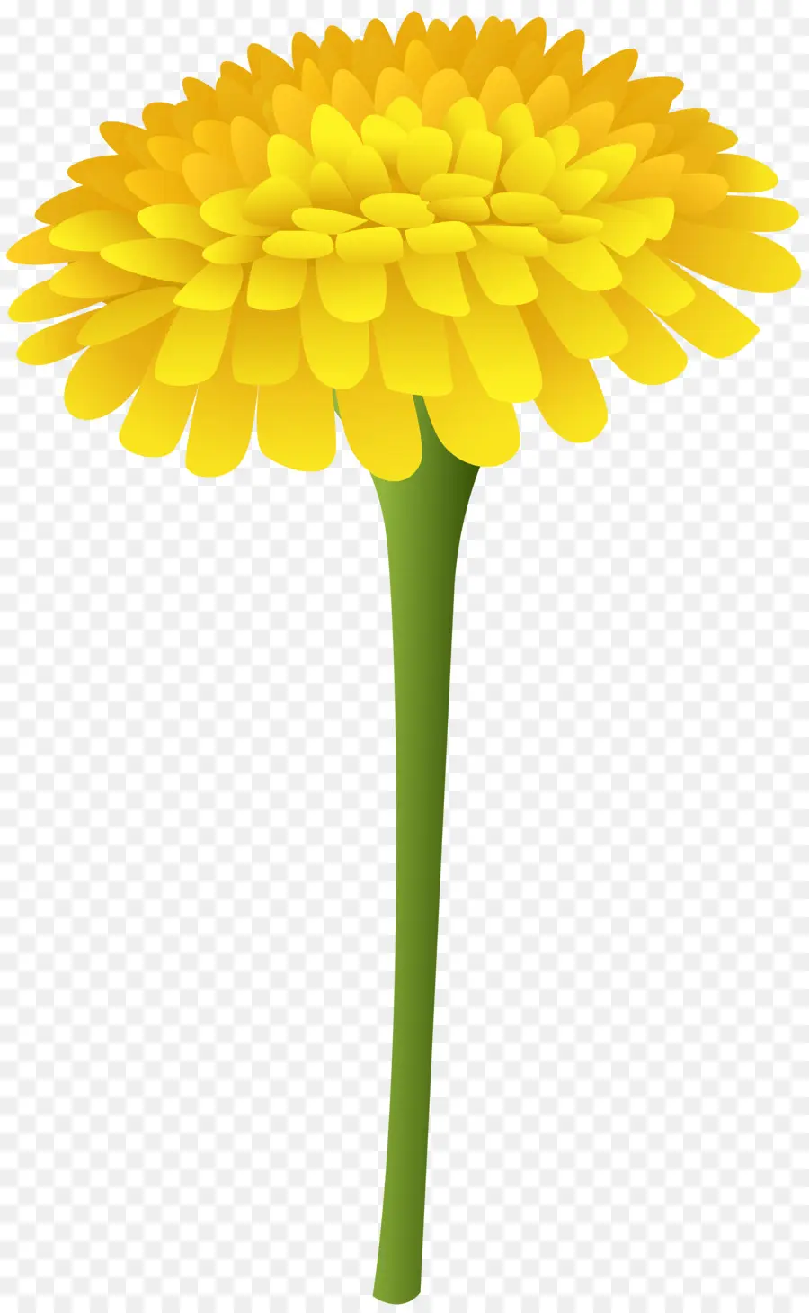 สีส้ม Gerbera Daisy，ส้ม PNG