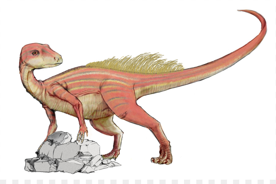 การขัดถู，Heterodontosaurus PNG