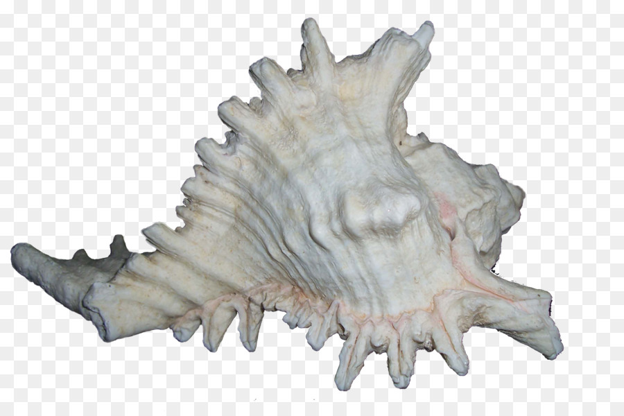 เปลือกหอยต่างหา，Mollusc เชลล์ PNG
