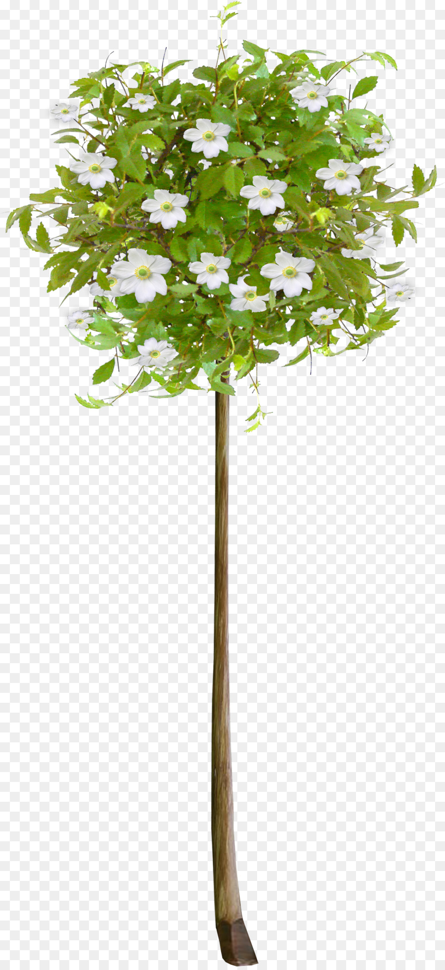 ต้นไม้，ดอกไม้ PNG