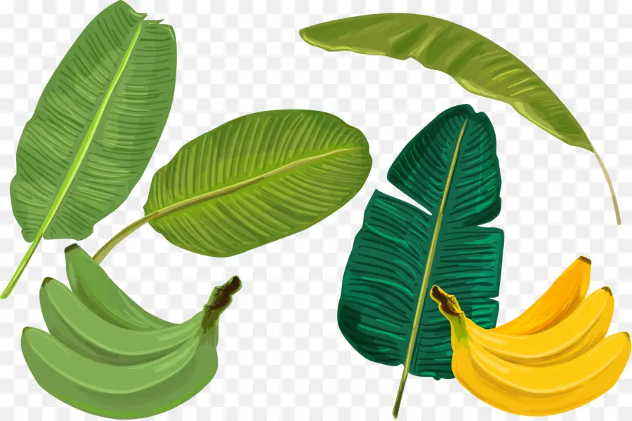 ใบไม้ติดกล้วย，กล้วย PNG