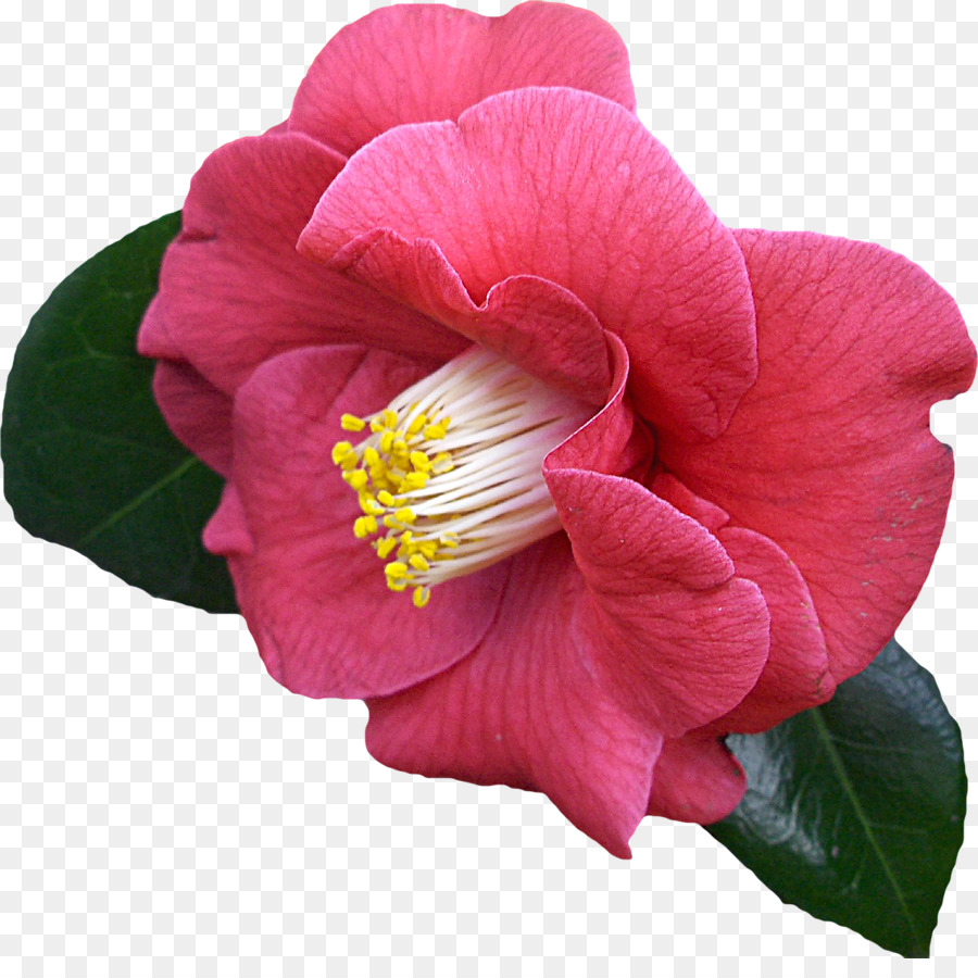 ญี่ปุ่น Camellia，คอมพิวเตอร์ของไอคอน PNG