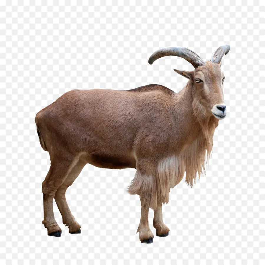 Barbari Goat，แกะ PNG