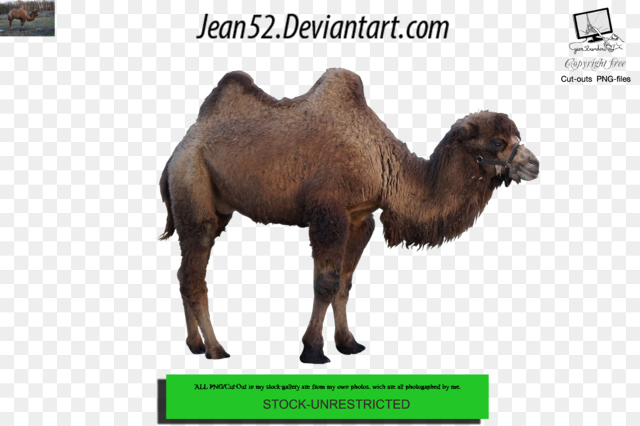 Dromedary，สัตว์ PNG