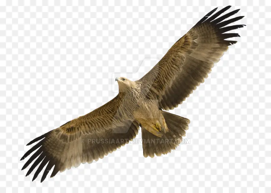 Eastern Imperial Eagle，นกอินทรีทองคำ PNG