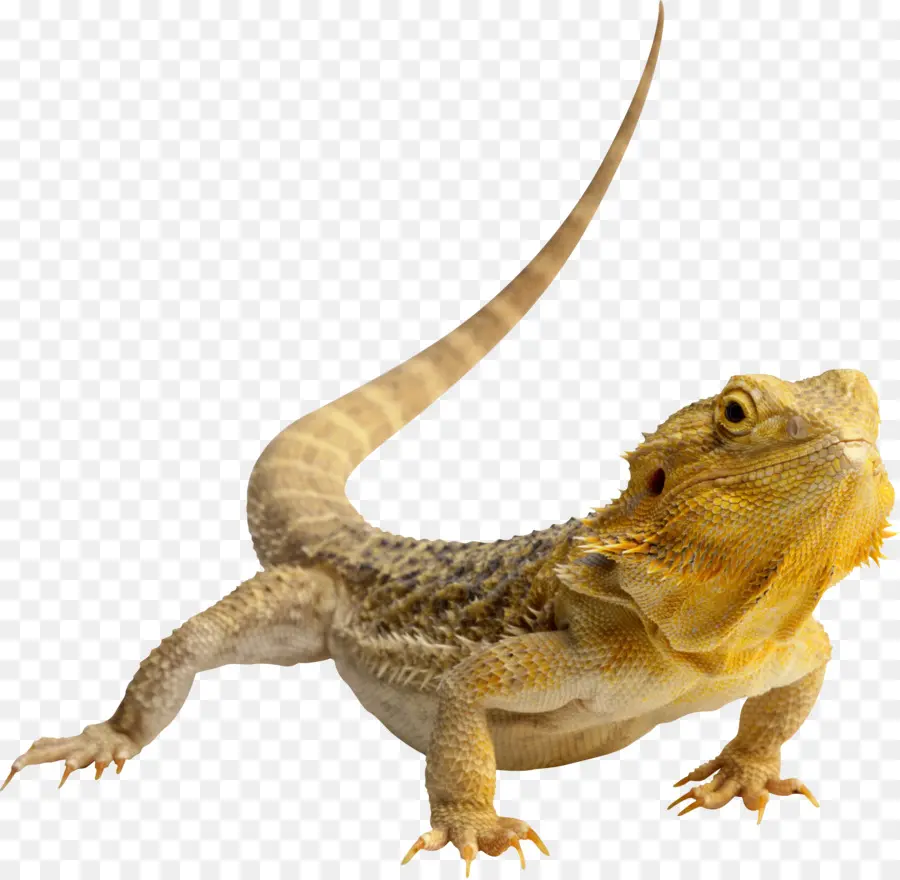 Iguana，กิ้งก่า PNG