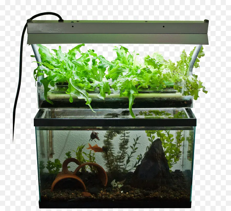 ระบบ Aquaponics，ตู้ปลา PNG