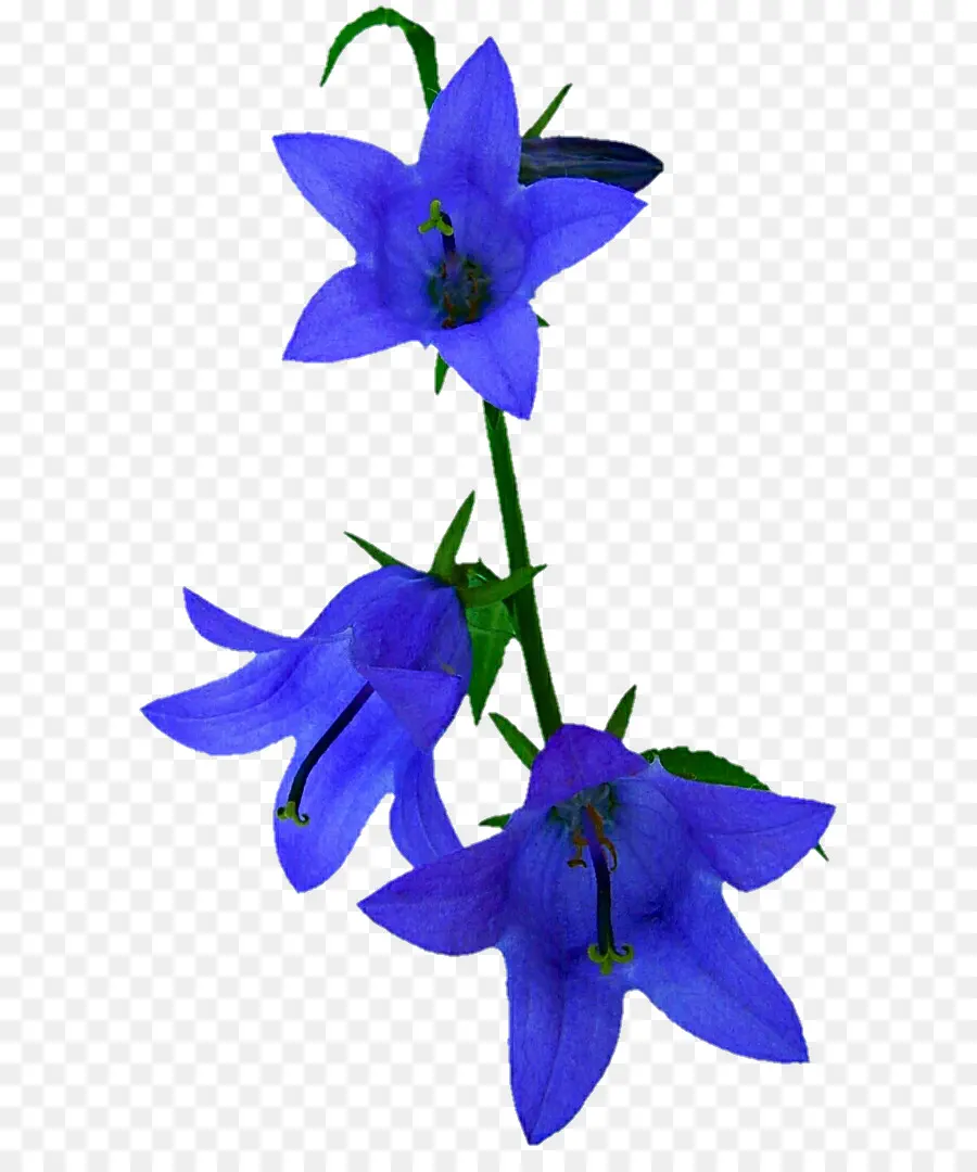Harebell，ดอกไม้ PNG