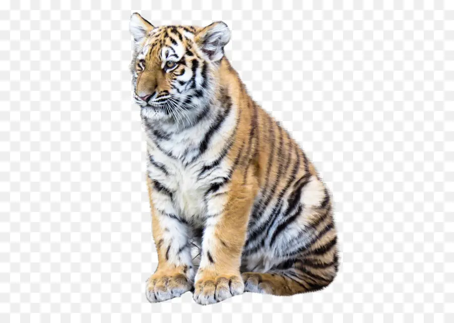 Tiger Cub，ลาย PNG