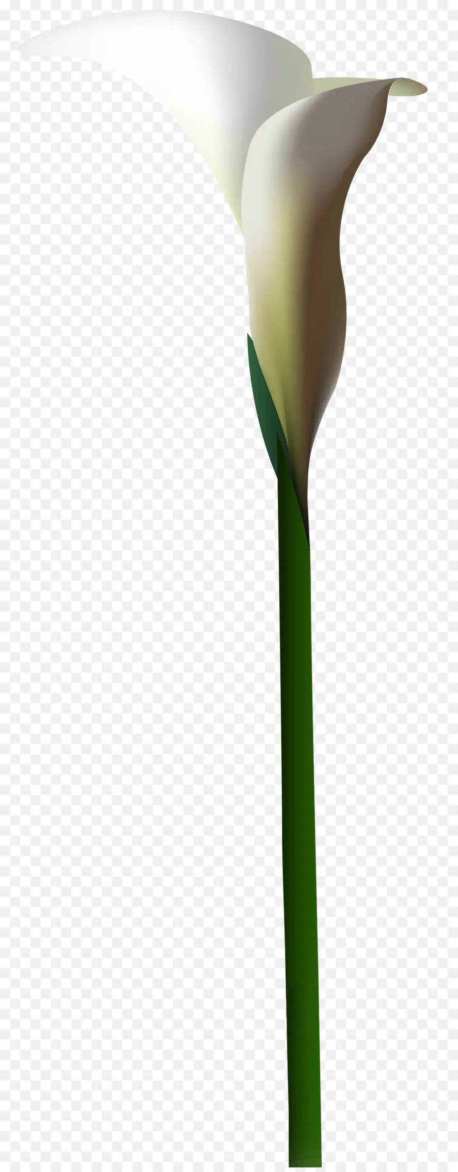 Calla Lily，ดอกไม้ PNG