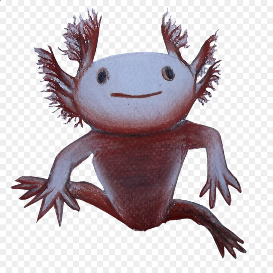 Axolotl น่ารัก，สัตว์ครึ่งบกครึ่งน้ำ PNG