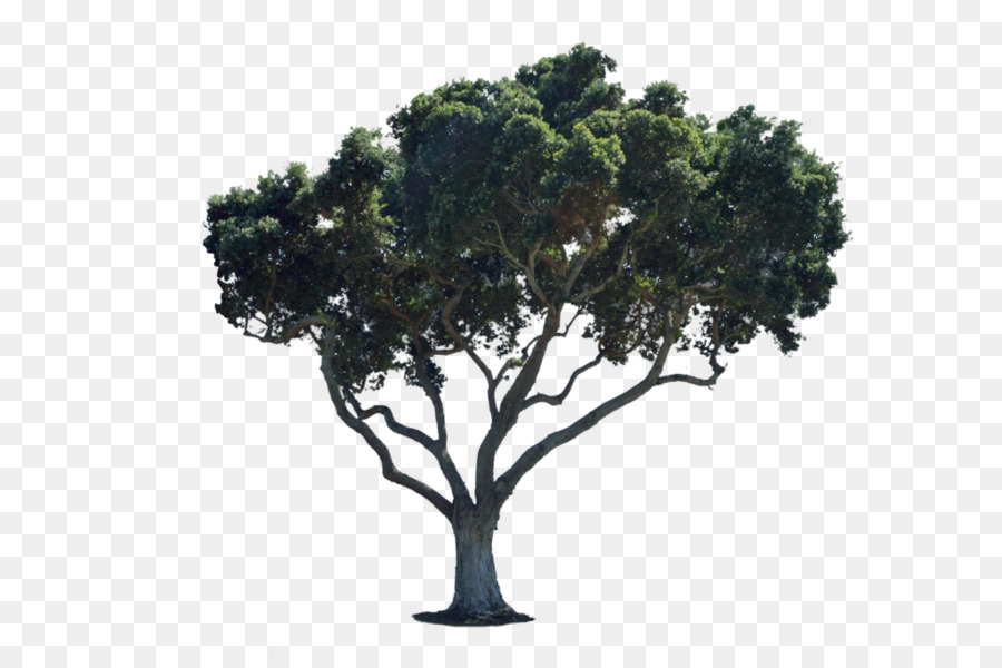 ต้นไม้，พื้นที่ทำงานภาพพื้นหลัง PNG