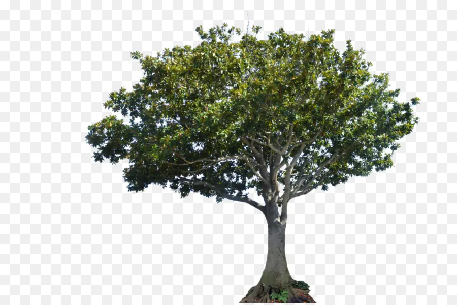 ต้นไม้，หลังคา PNG