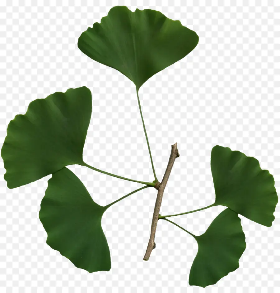 Ginkgo ใบ，ปลูก PNG