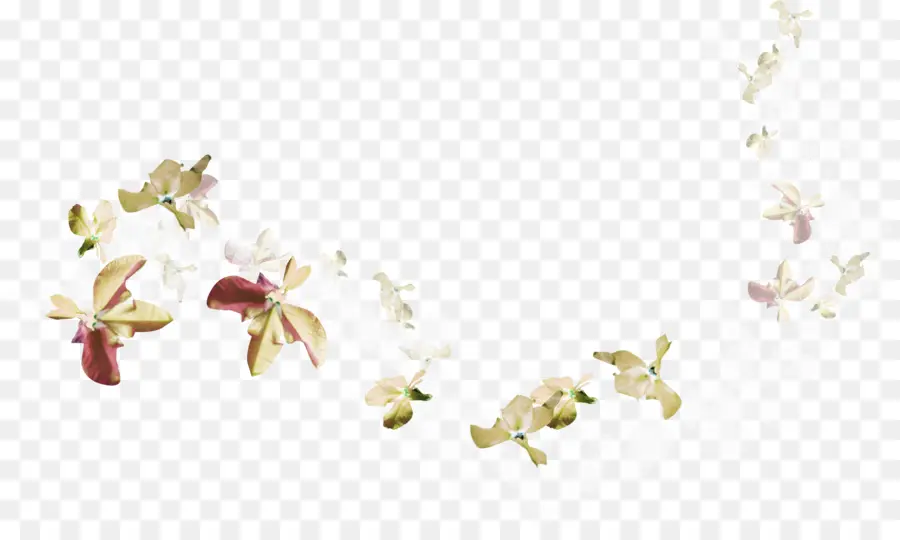 ดอกไม้，กลีบ PNG