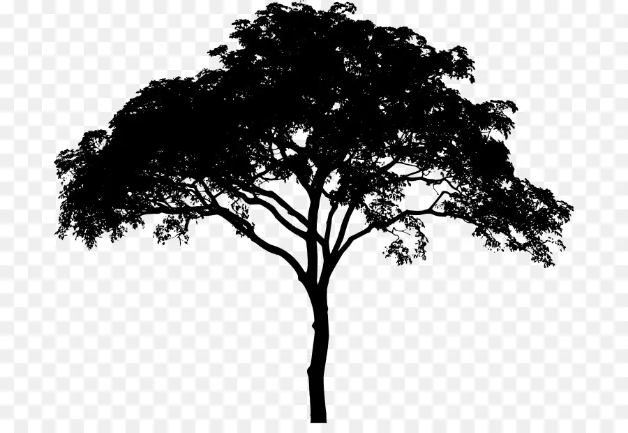 ต้นไม้，วู้ดดี้ต้นไม้ PNG
