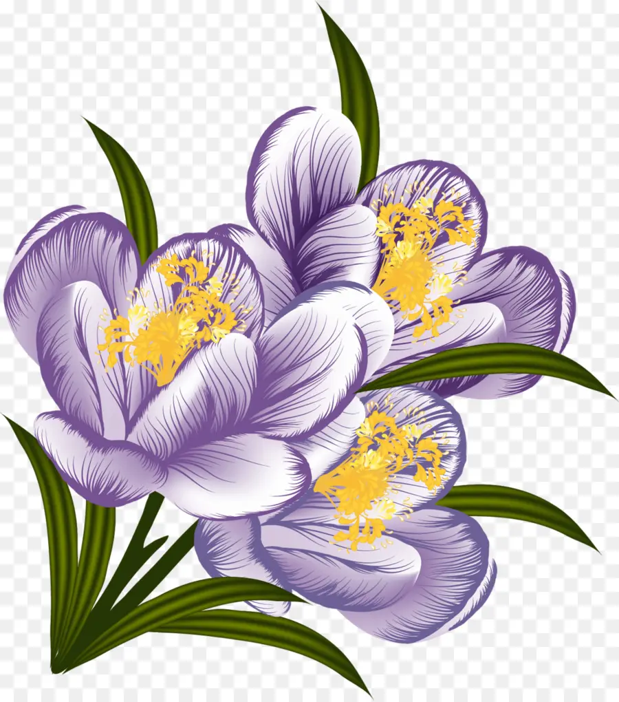 ดอกไม้ Crocus，กลีบดอก PNG