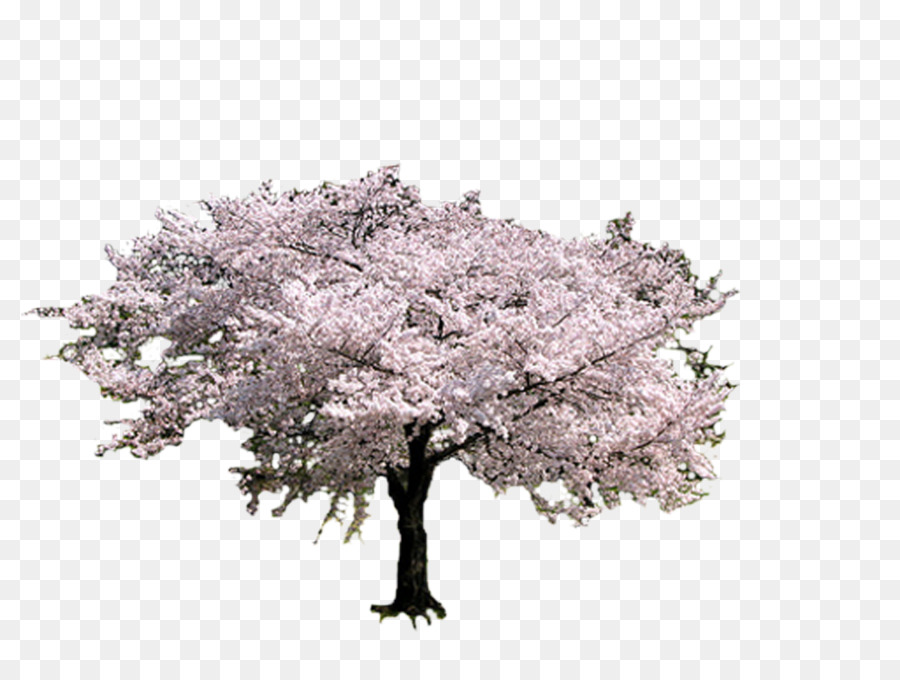 ต้นไม้，เชอร์รี่ Blossom PNG