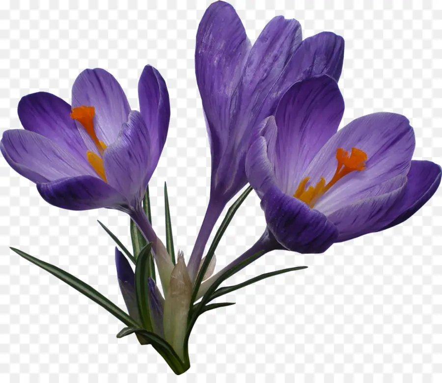 ดอกไม้ Crocus，สีม่วง PNG