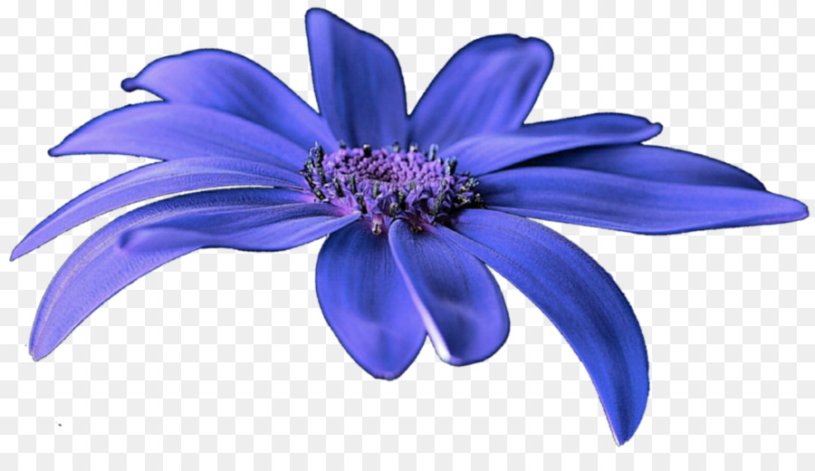 ดอกไม้，สีน้ำเงิน PNG