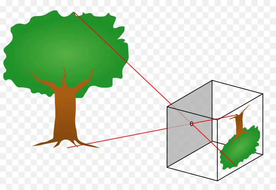 ต้นไม้และกล้อง，ต้นไม้ PNG