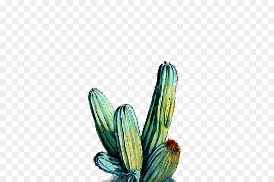 Cactaceae，พิมพ์ PNG