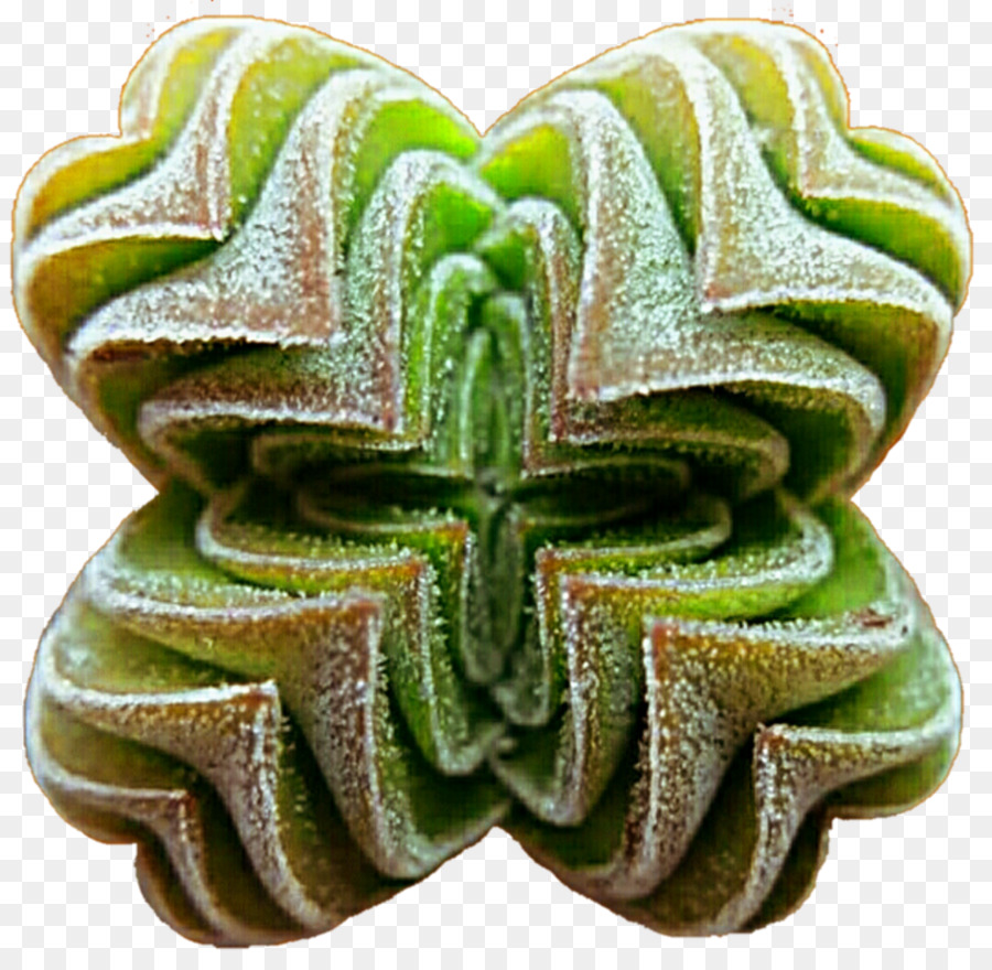 Succulent ต้นไม้，หุ้นของ Photography PNG