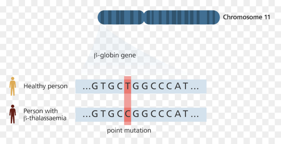 โครโมโซม 11，β Globin ยีน PNG