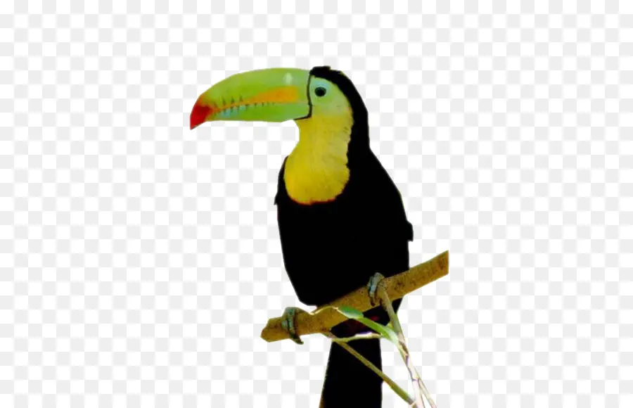 Toucan，สีเหลือง PNG