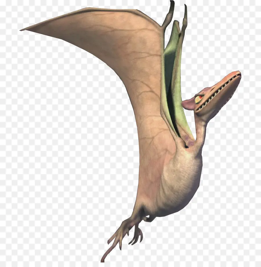 Ptodactyl，การบิน PNG