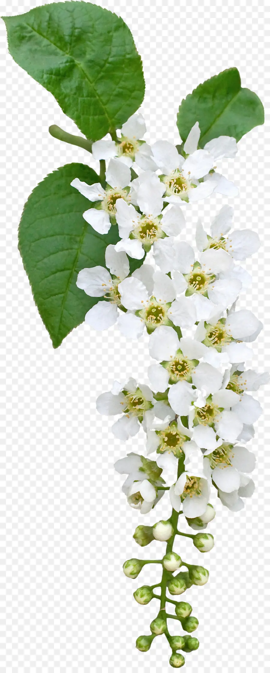 Prunus Padus，ดอกไม้ PNG